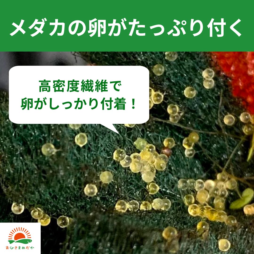 Amazon | おひさまめだか メダカ産卵床 8個入り 6色セット 研磨剤不